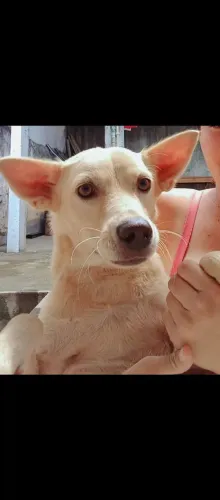 Estou Doando este cachorro filhote 