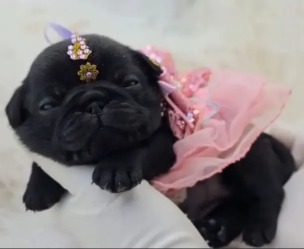 Pug Filhotes esperando um lar cheio de carinho