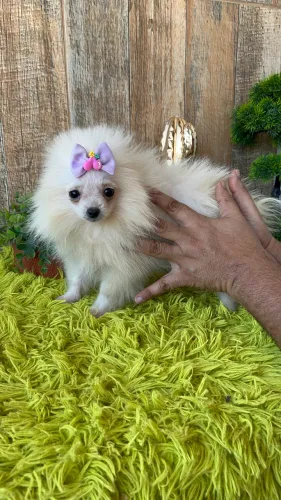 Fêmea spitz alemão anão