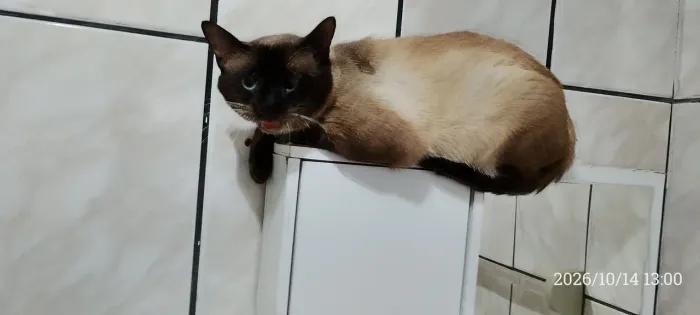 GATO SIAMÊS. DOAÇÃO . TENHA COMPAIXÃO