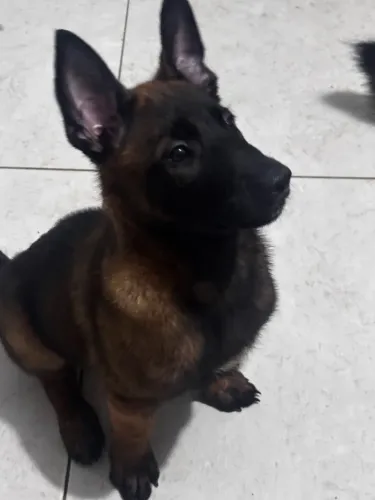 Filhotes de Pastor Belga Malinois (K9)