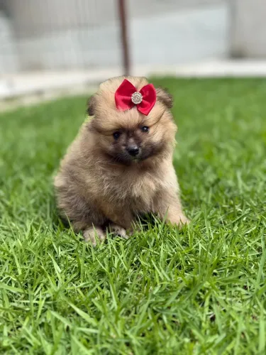 Spitz femea pura com pedigree com vacina com vermifugação 
