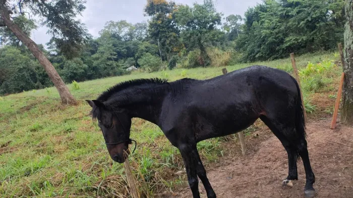 Cavalo