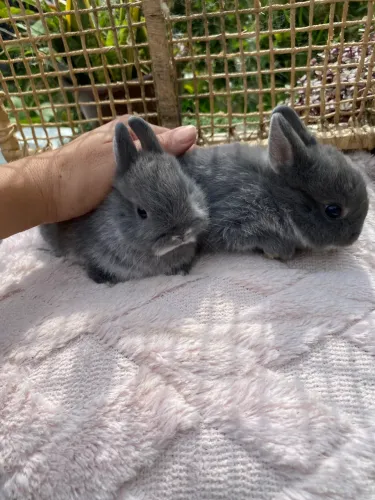 Coelho anão netherland dwarf filhote