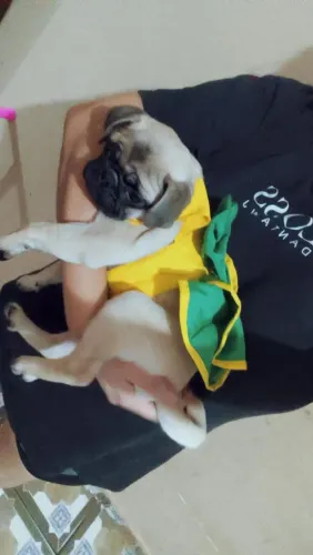 Cachorrinha pug 