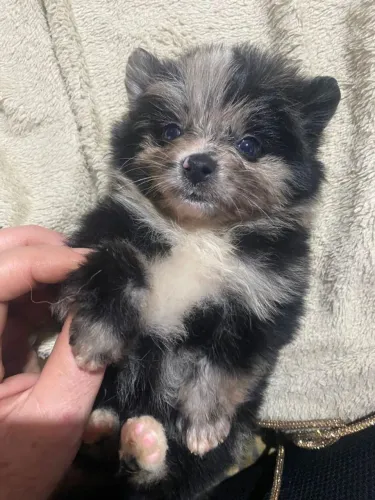 Filhote de Lulu da Pomerania Merle