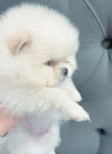 Lulu da Pomerânia ursinho