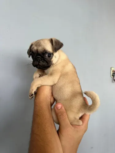 Pug Fêmea filhote (alto padrão de linhagem)
