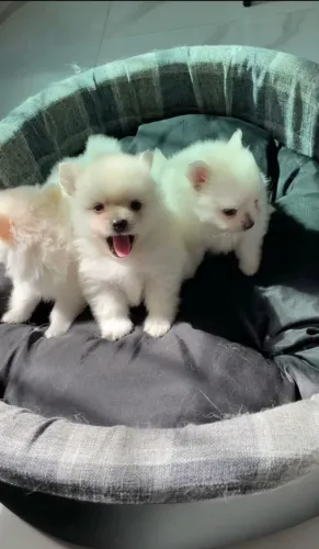 Filho de Spitz alemão