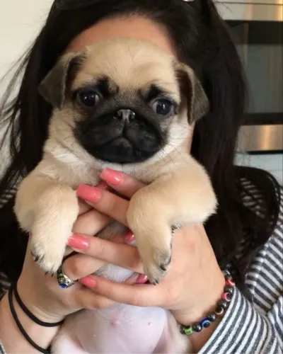 Pug Um pet que leva alegria por onde passa