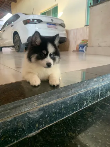 Filhote de Pomsky