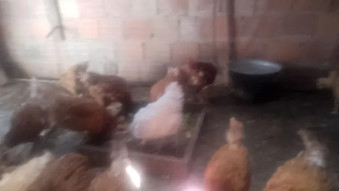 vendo galinha de postura 
