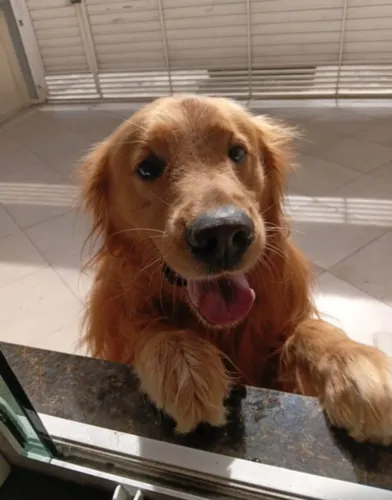 Golden Retriever Padreador