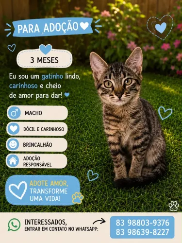 Adoção de gato