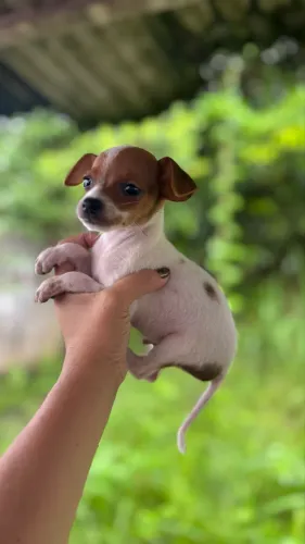Pinscher macho bicolor
