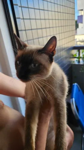 gatinho filhote para adoção 