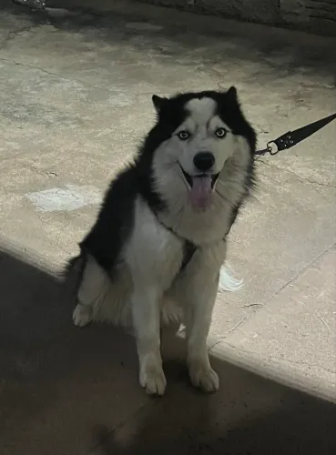 Doa-se Husky Siberiano Macho - 1 ano e 9 meses