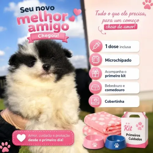 Spitz alemão anão / Lulu da Pomerania