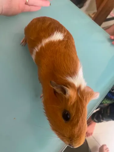 Porquinha da índia