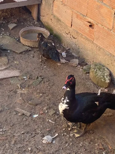 Patos