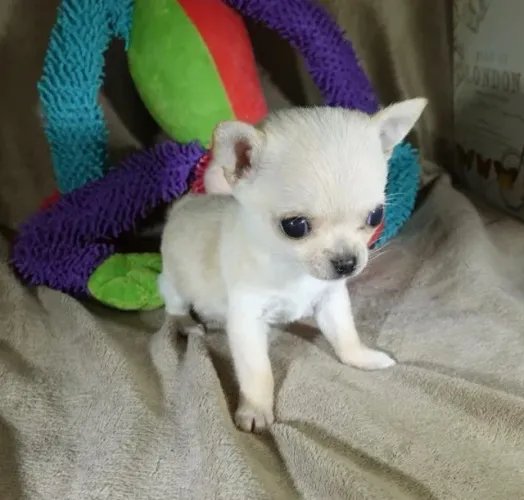 Chihuahua fofo e carinhoso