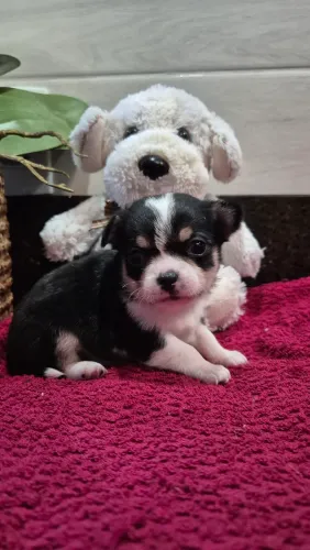 Chihuahua tricolor fêmea 
