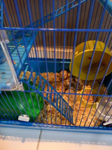 Hamster anão russo 