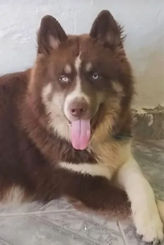 Cachorro