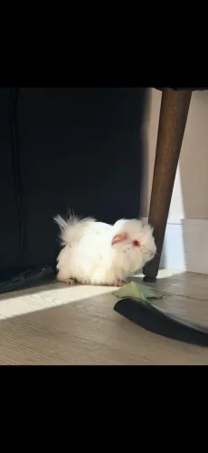 Doação porquinho da índia 