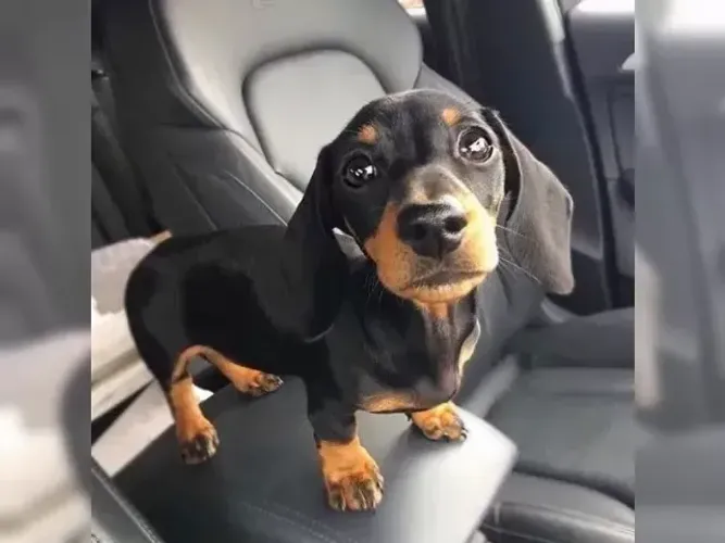 Cãozinho muito carinhoso Teckel/Dachshund/Salsicha/Salsichinha/Basset/Cofap
