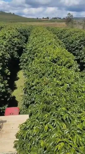Fazenda Produtiva de Café  Capelinha, Minas Gerais