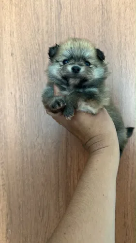 Macho de Lulu 