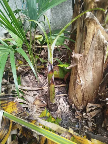 Muda de banana da prata
