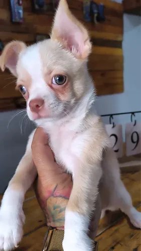 Filhote Chihuahua macho
