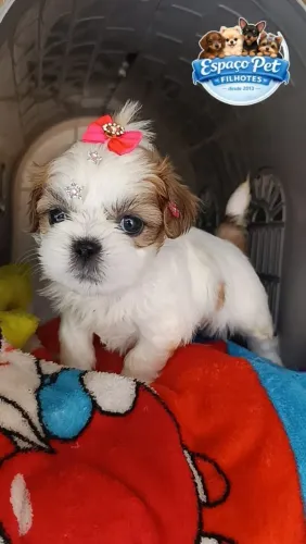 Shitzu macho e fêmea