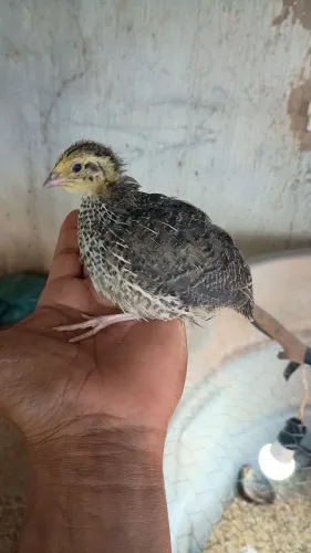 Codornas gigantes e ovos férteis 