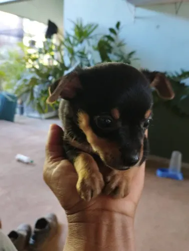 Filhote de Pinscher 1