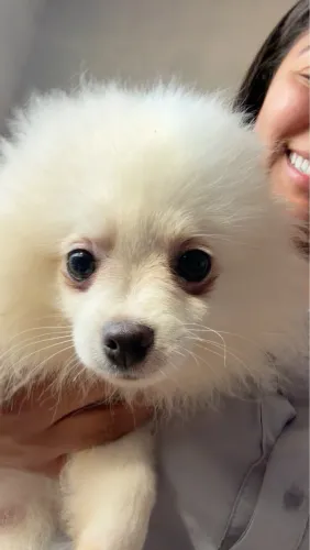 Lulu machinho a venda 3 meses 
