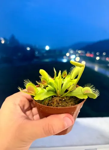 Planta Carnívora Dionaea Muscipula Adulta