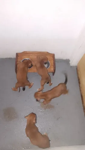 Filhotes de Cão Boxer com pedigree 