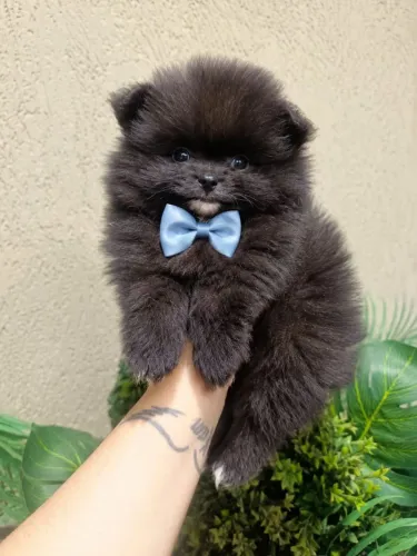 Spitz Alemão macho Black