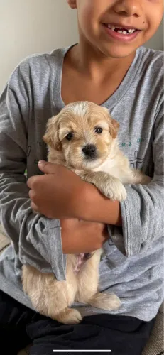 Vendo filhote de poodle