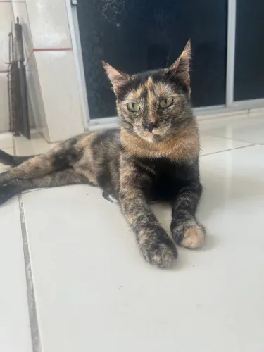 Gatinha CASTRADA p/ doar