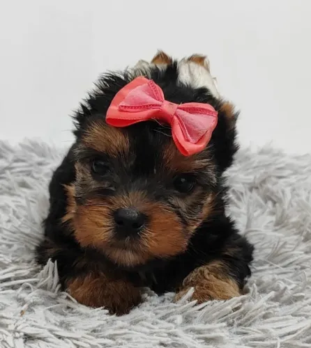 Yorkshire Terrier micro vendas