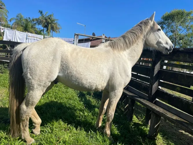 Cavalo Manga Larga/Criolo