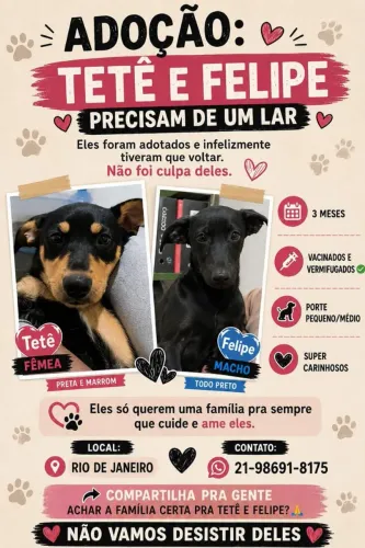 Doação Cachorro SRD