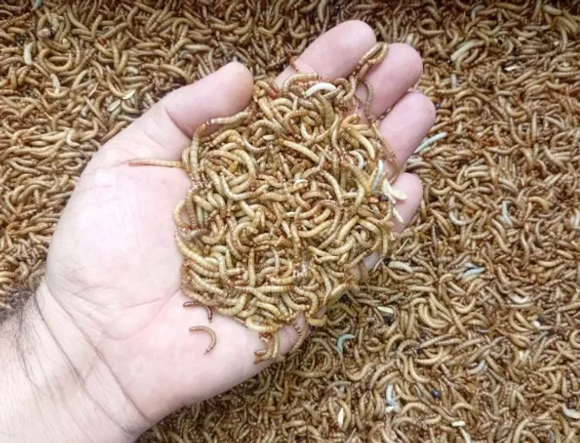 3000 Larvas Vivas Tenébrio Molitor + 200 Larvas De Brinde
