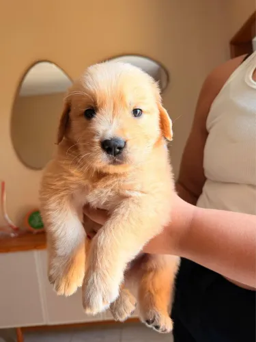 Golden retriver