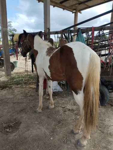 Vendo ou troco cavalo