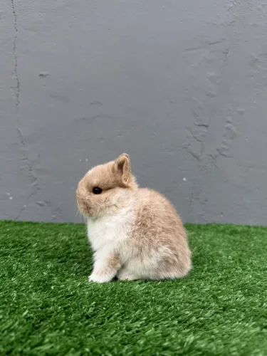 Coelho anão de netherland dwarf 